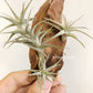 Tillandsia Latifolia Type 3