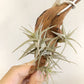 Tillandsia Latifolia Type 3