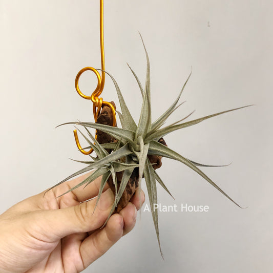 Tillandsia Latifolia Vivipara Type 3