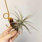 Tillandsia Latifolia Vivipara Type 3