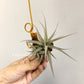 Tillandsia Latifolia Vivipara Type 3