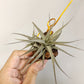Tillandsia Latifolia Vivipara Type 3