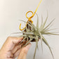 Tillandsia Latifolia Vivipara Type 3