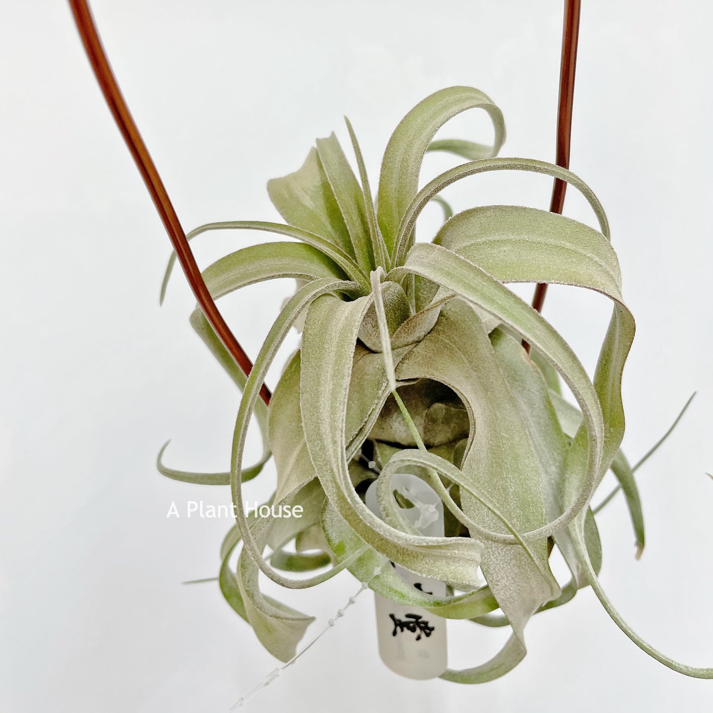 Tillandsia Streptophylla Mexico