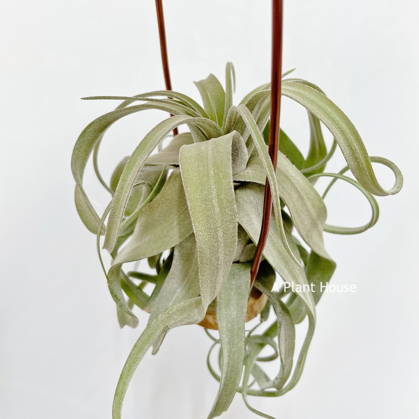 Tillandsia Streptophylla Mexico