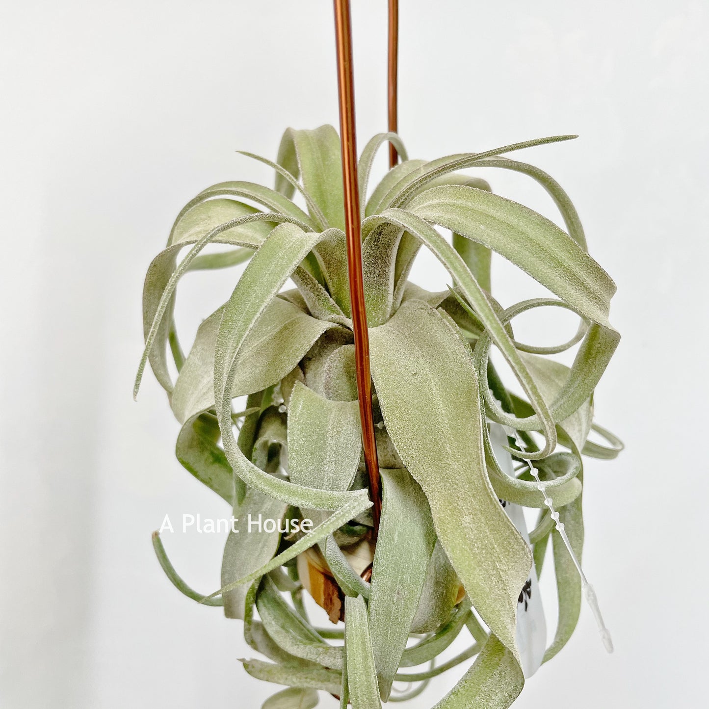 Tillandsia Streptophylla Mexico