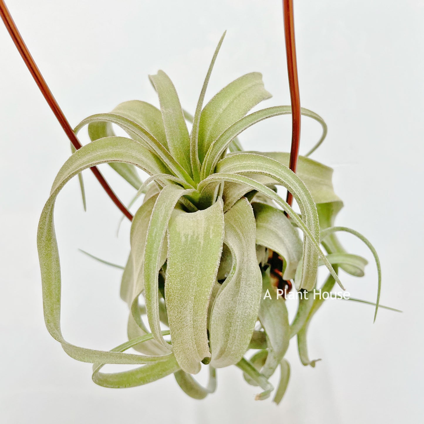 Tillandsia Streptophylla Mexico