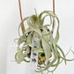 Tillandsia Streptophylla Mexico