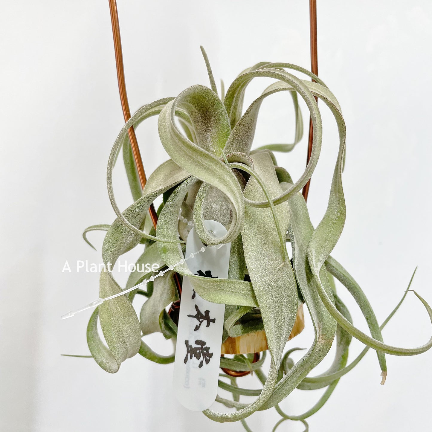 Tillandsia Streptophylla Mexico