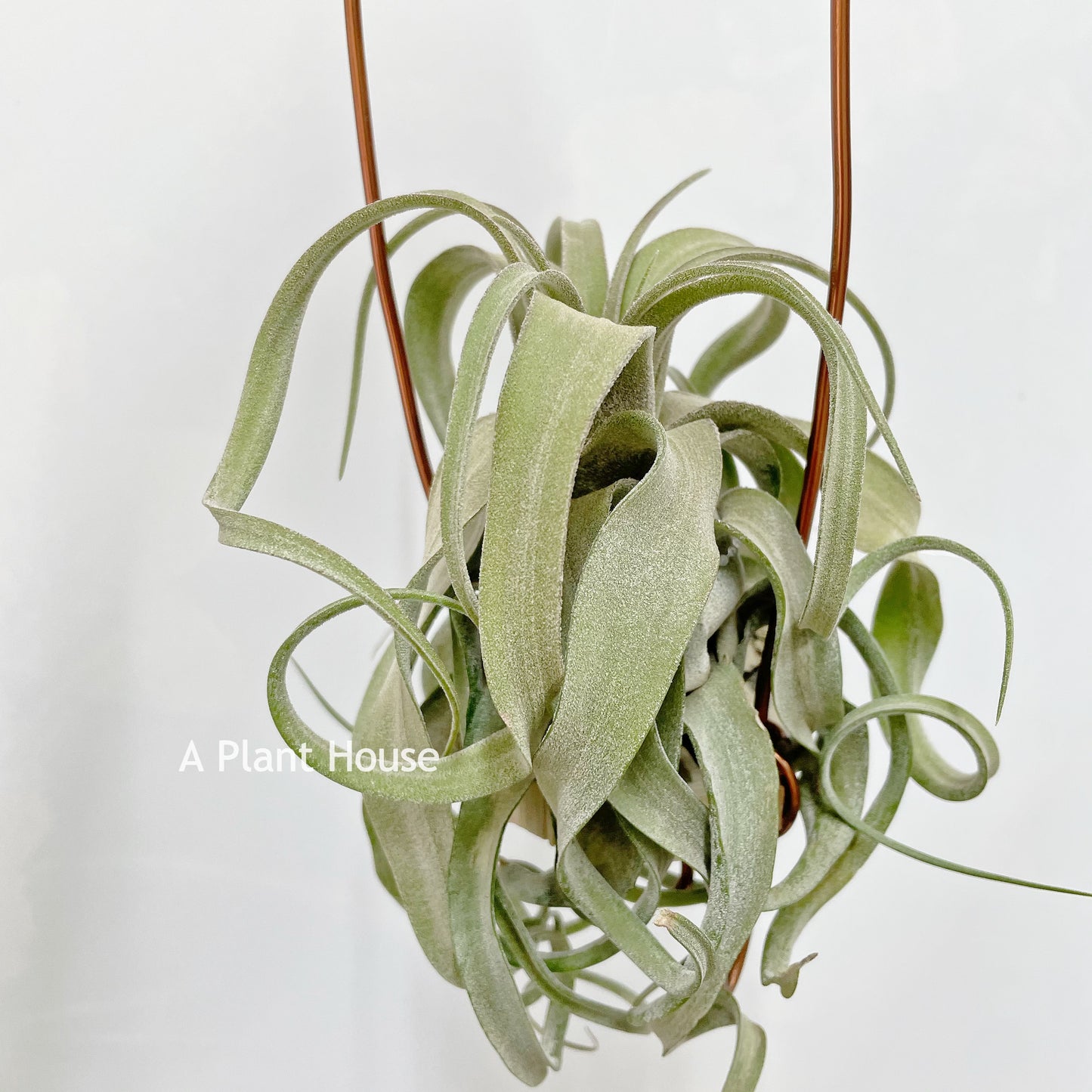 Tillandsia Streptophylla Mexico