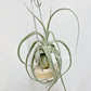 Tillandsia Joy