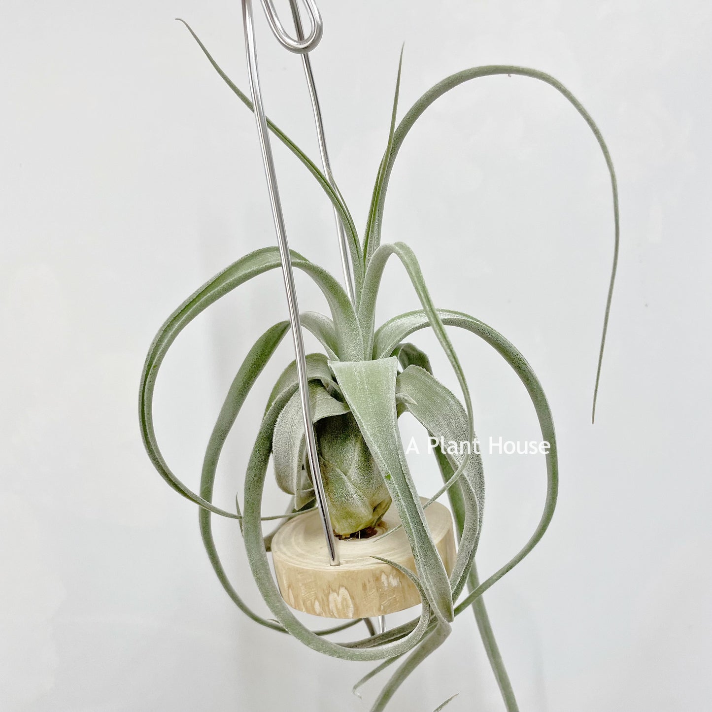 Tillandsia Joy