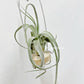 Tillandsia Joy