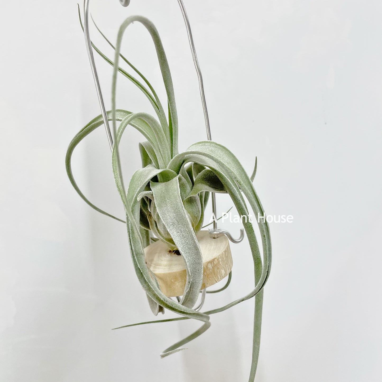 Tillandsia Joy