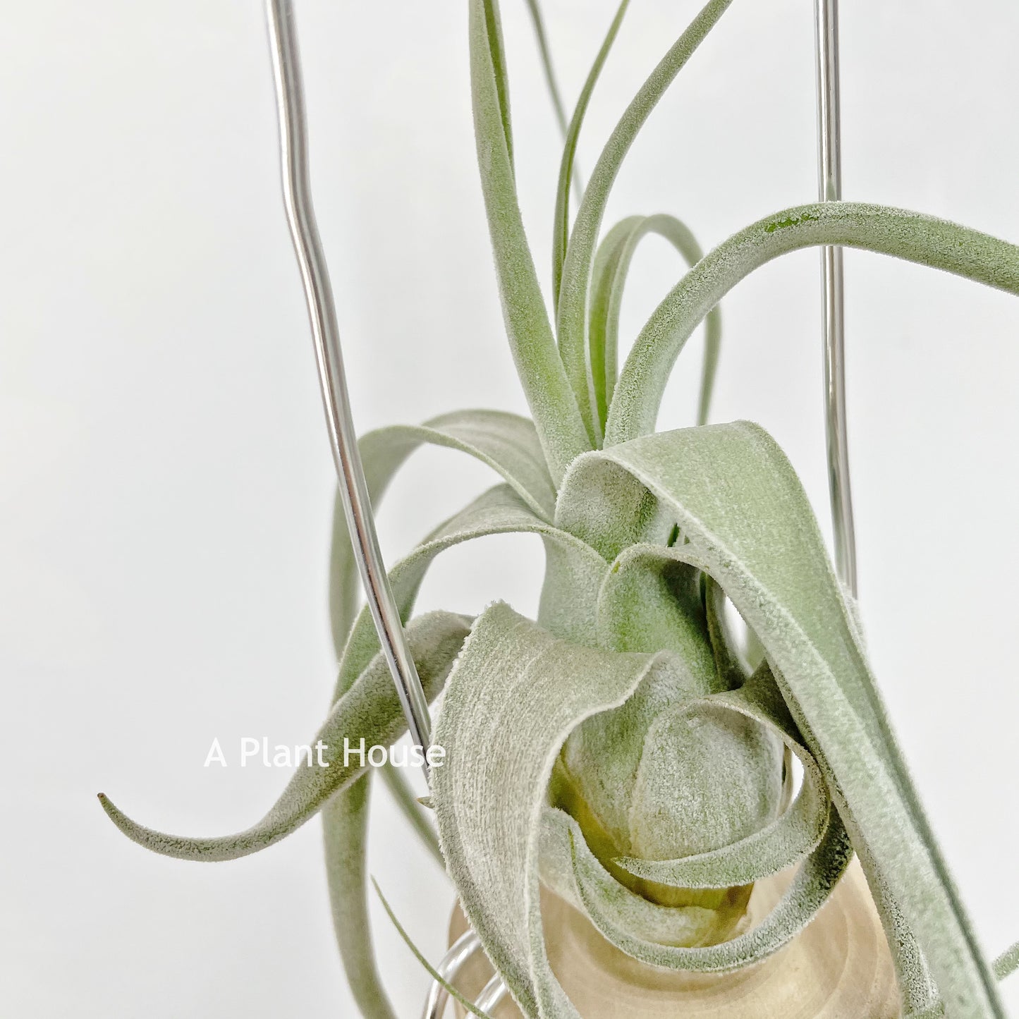 Tillandsia Joy