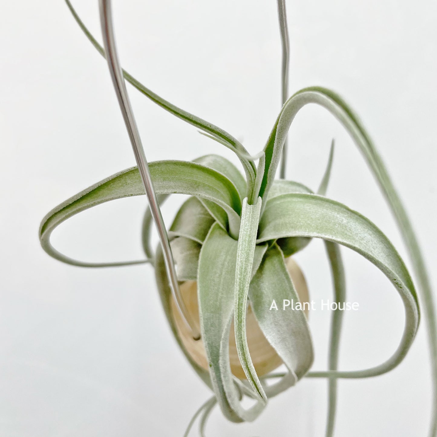 Tillandsia Joy