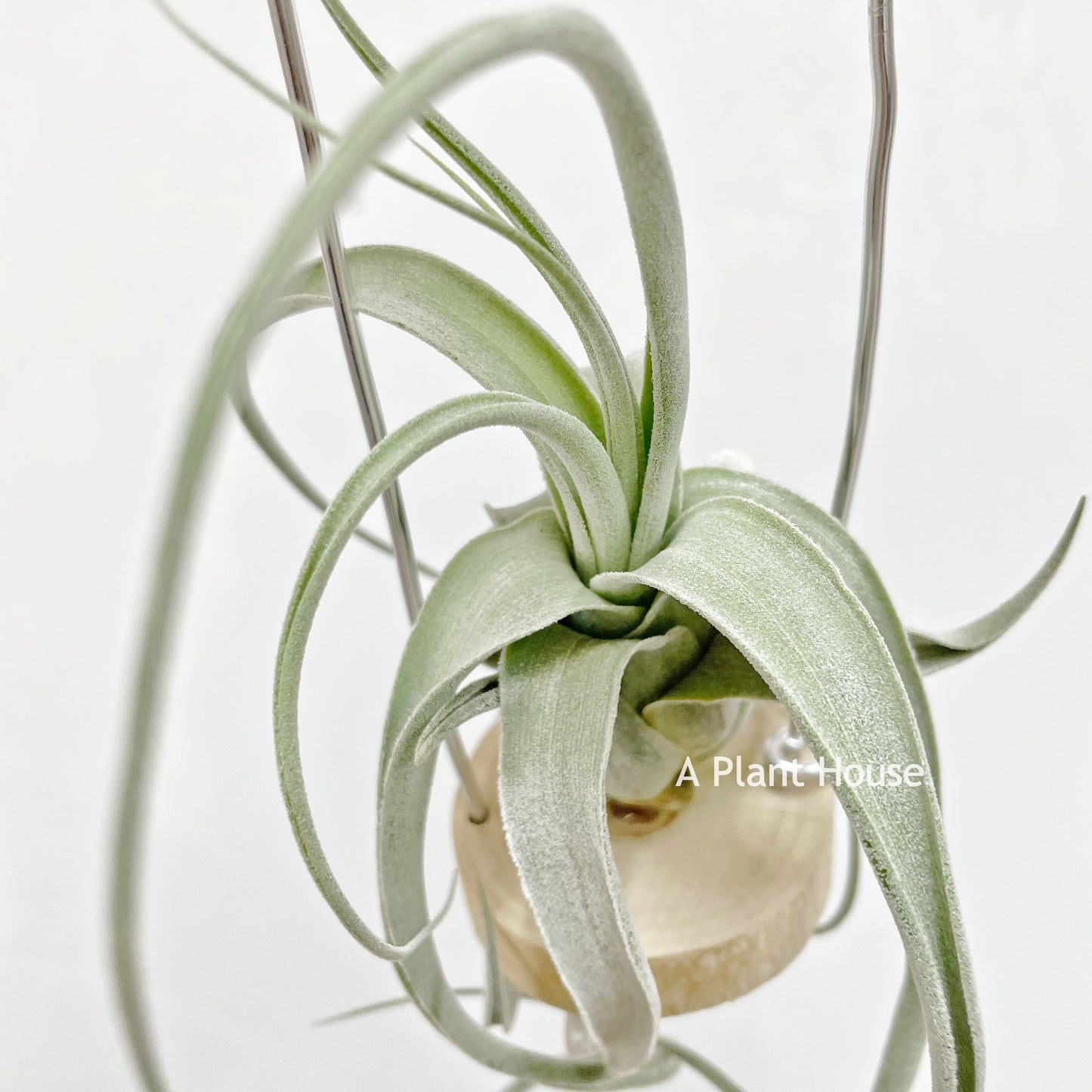 Tillandsia Joy