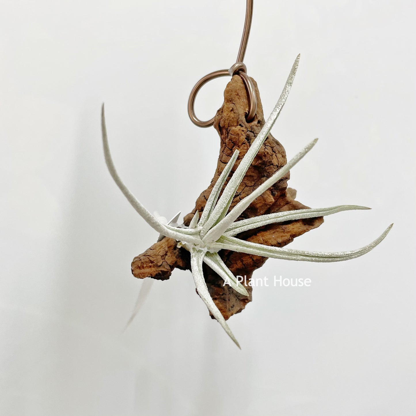 Tillandsia Glabrior