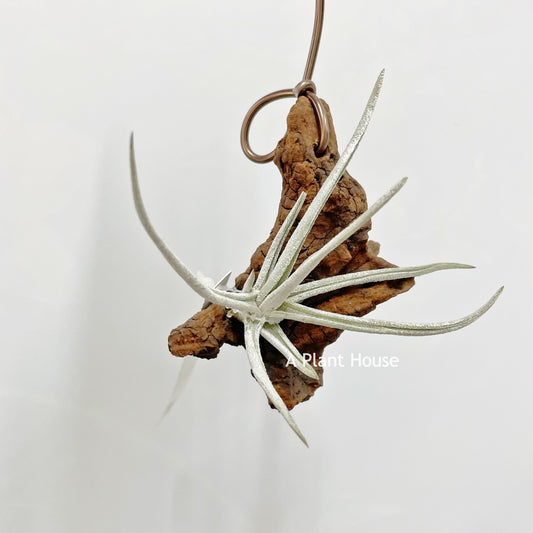 Tillandsia Glabrior