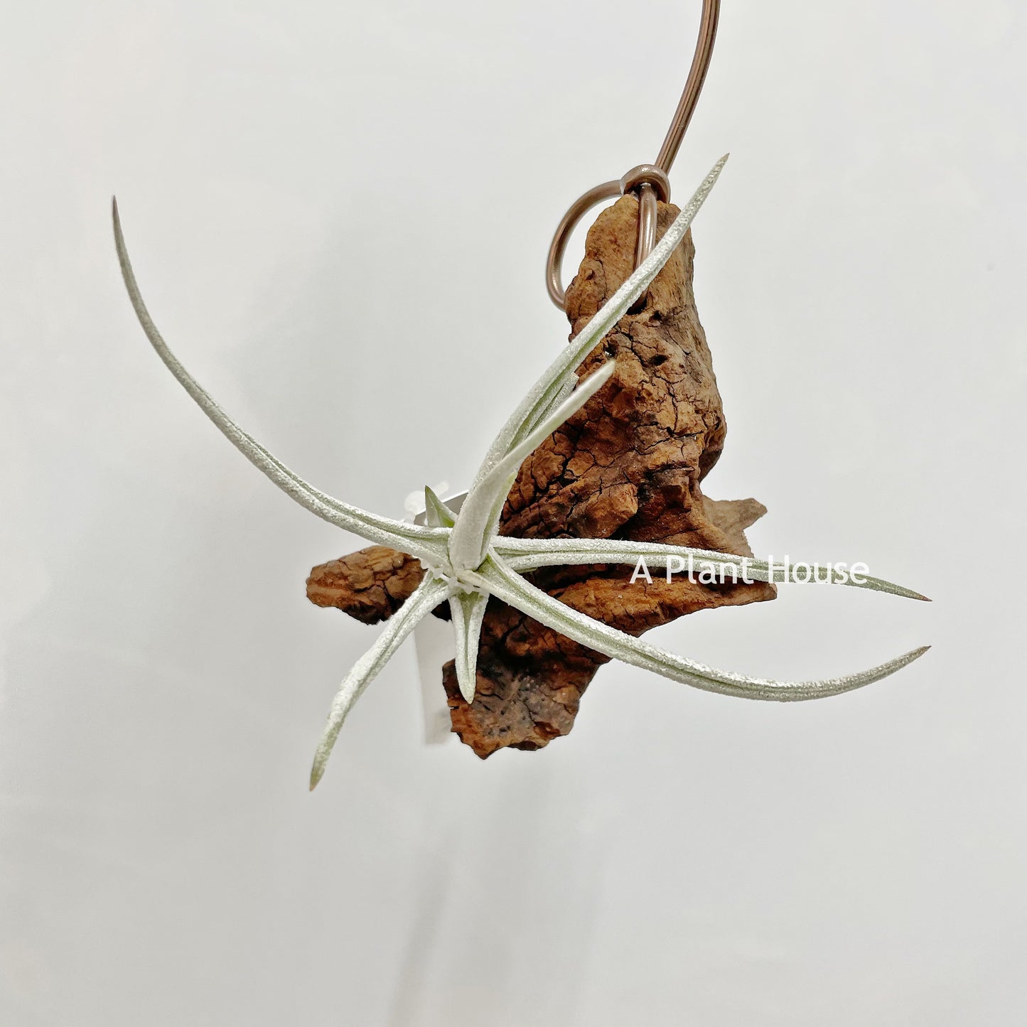 Tillandsia Glabrior