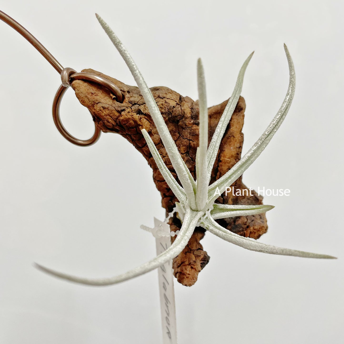 Tillandsia Glabrior