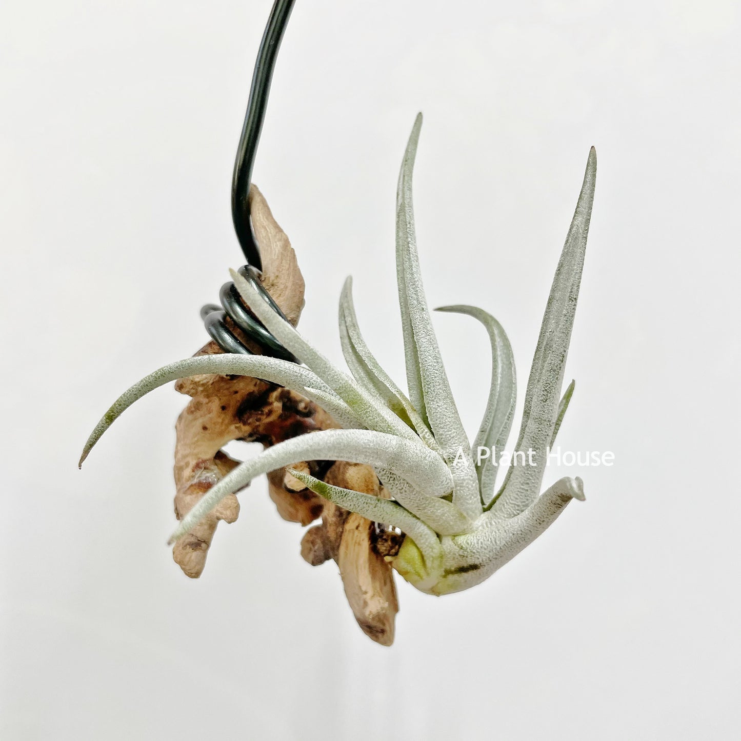 Tillandsia Schatzlii