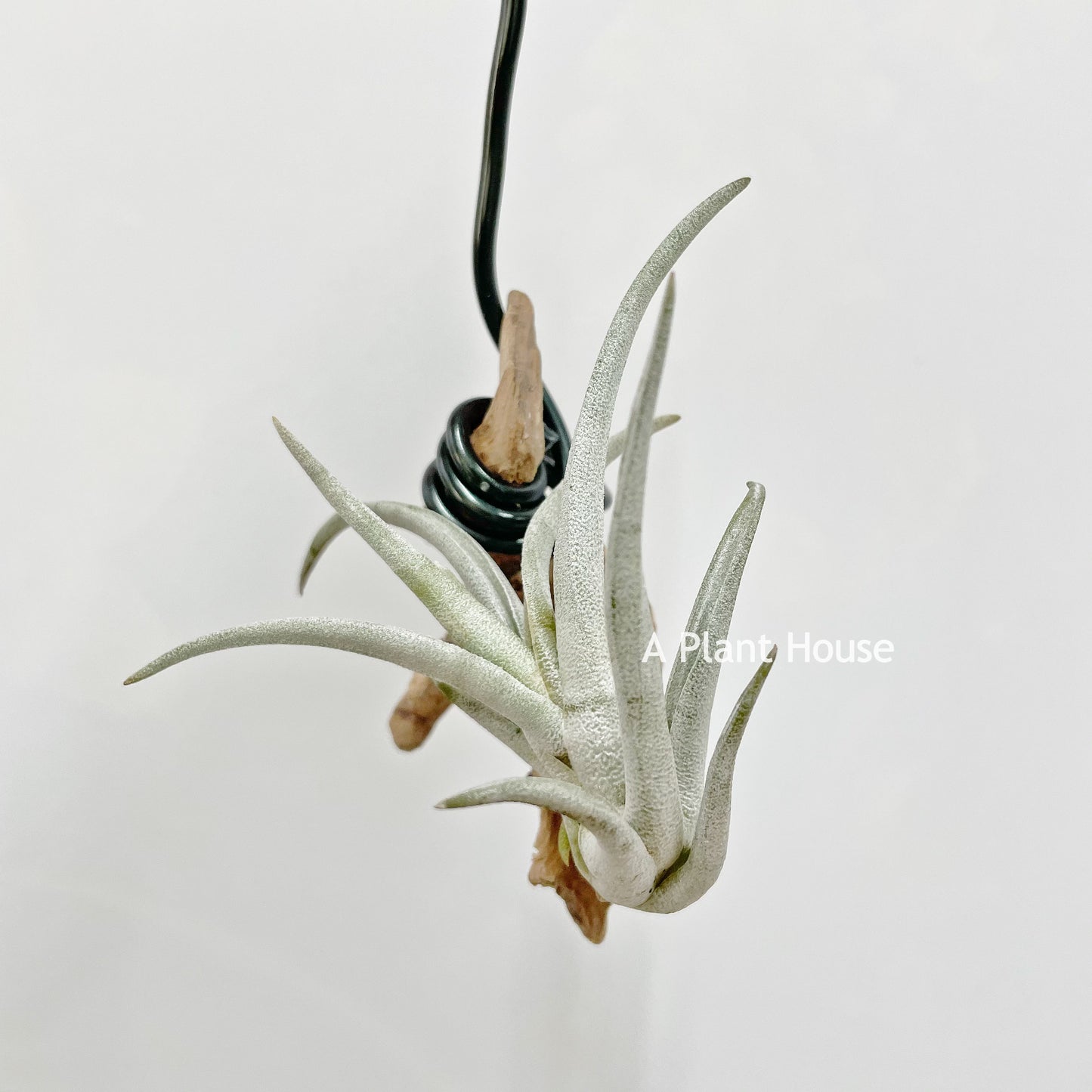 Tillandsia Schatzlii