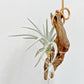 Tillandsia Stricta Var. Albifolia