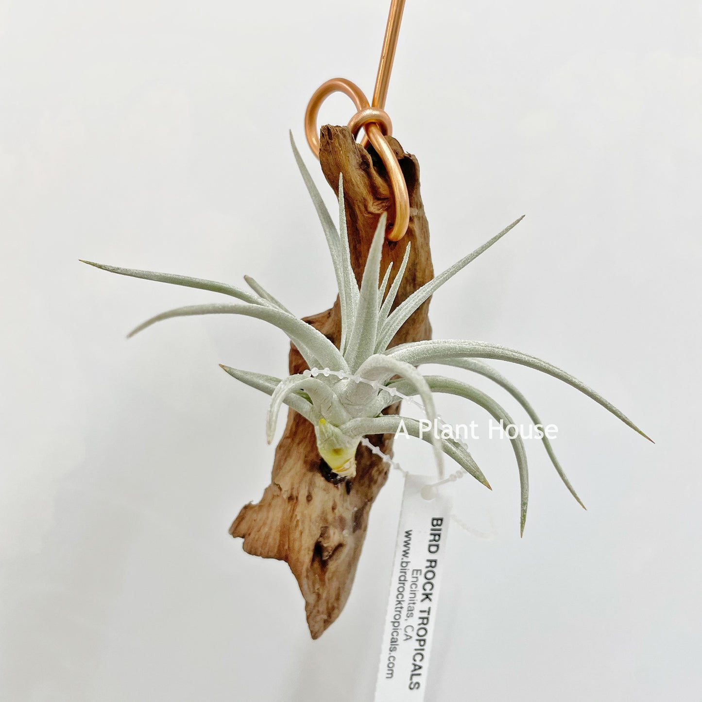 Tillandsia Stricta Var. Albifolia