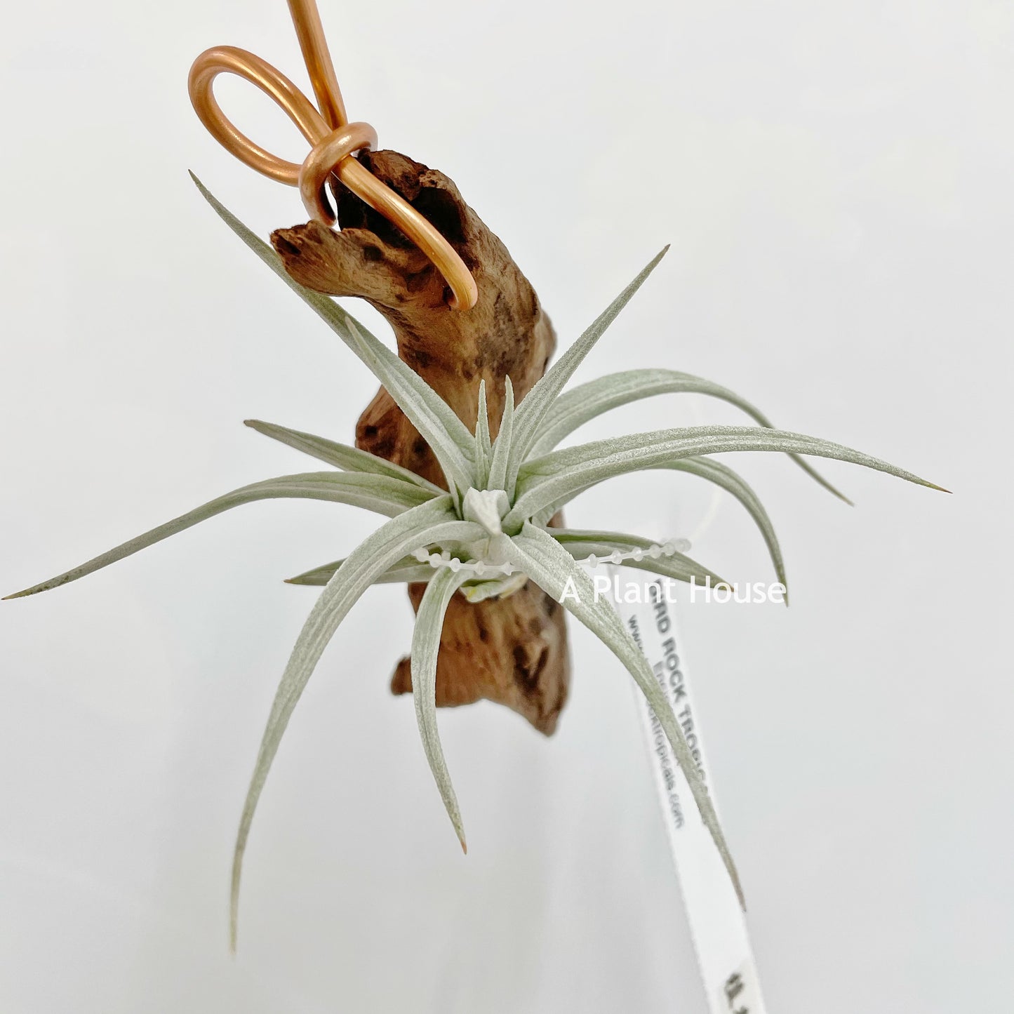 Tillandsia Stricta Var. Albifolia