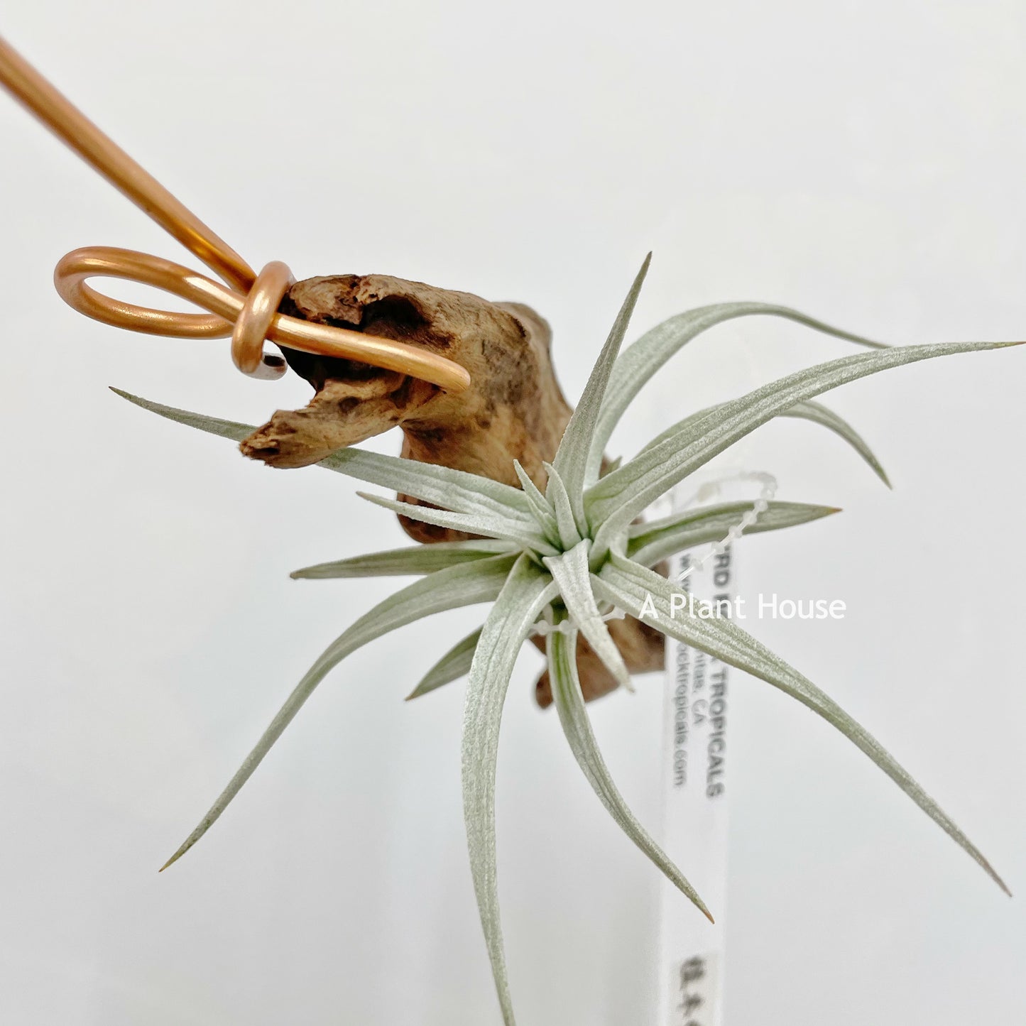 Tillandsia Stricta Var. Albifolia