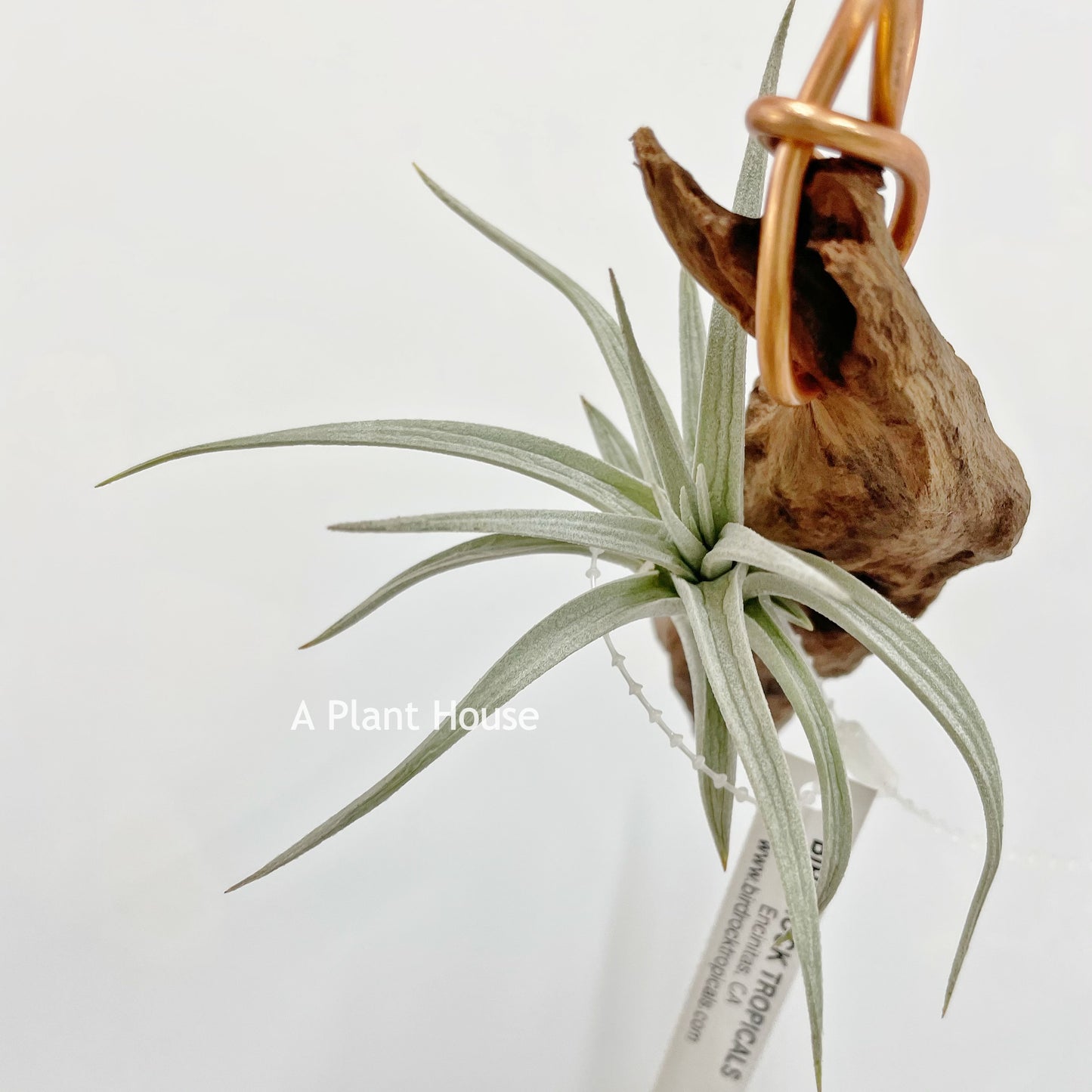 Tillandsia Stricta Var. Albifolia