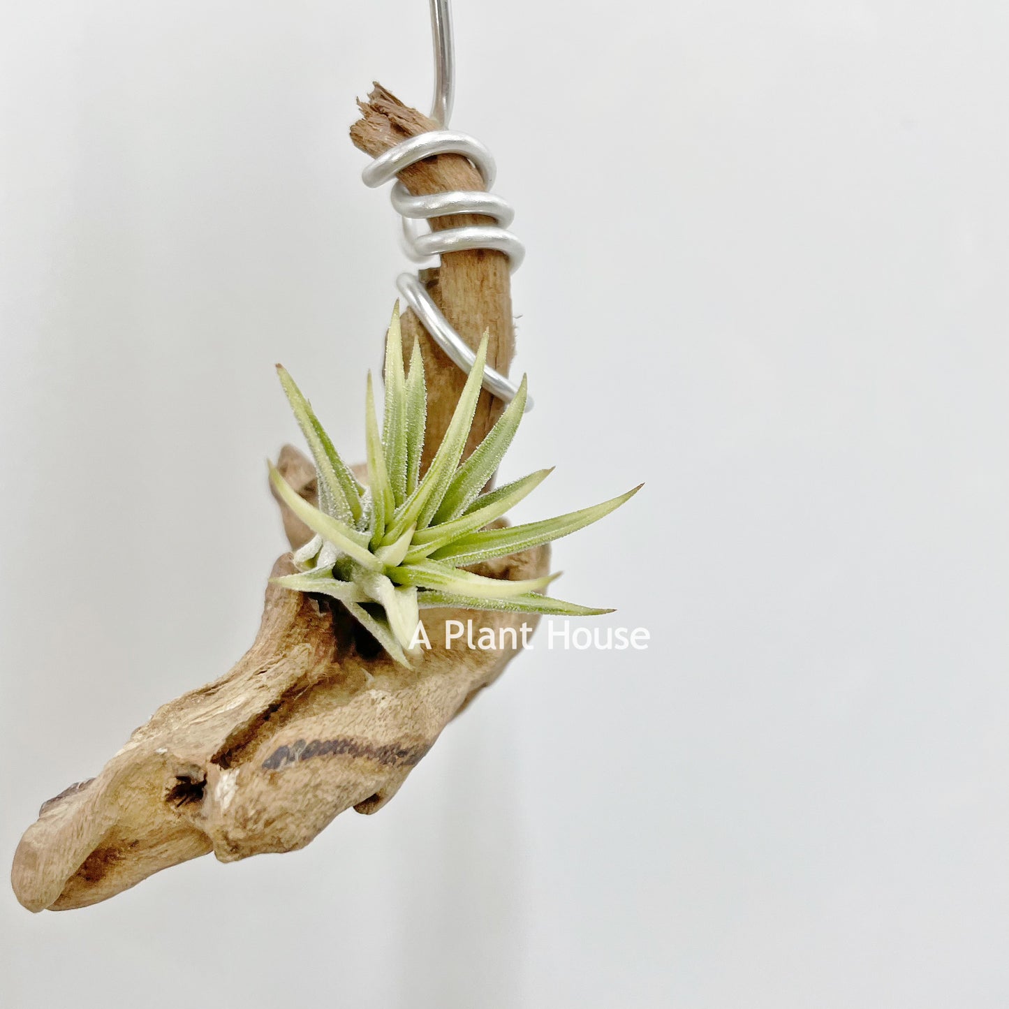 Tillandsia Ionantha Albo-Marginata