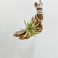 Tillandsia Ionantha Albo-Marginata