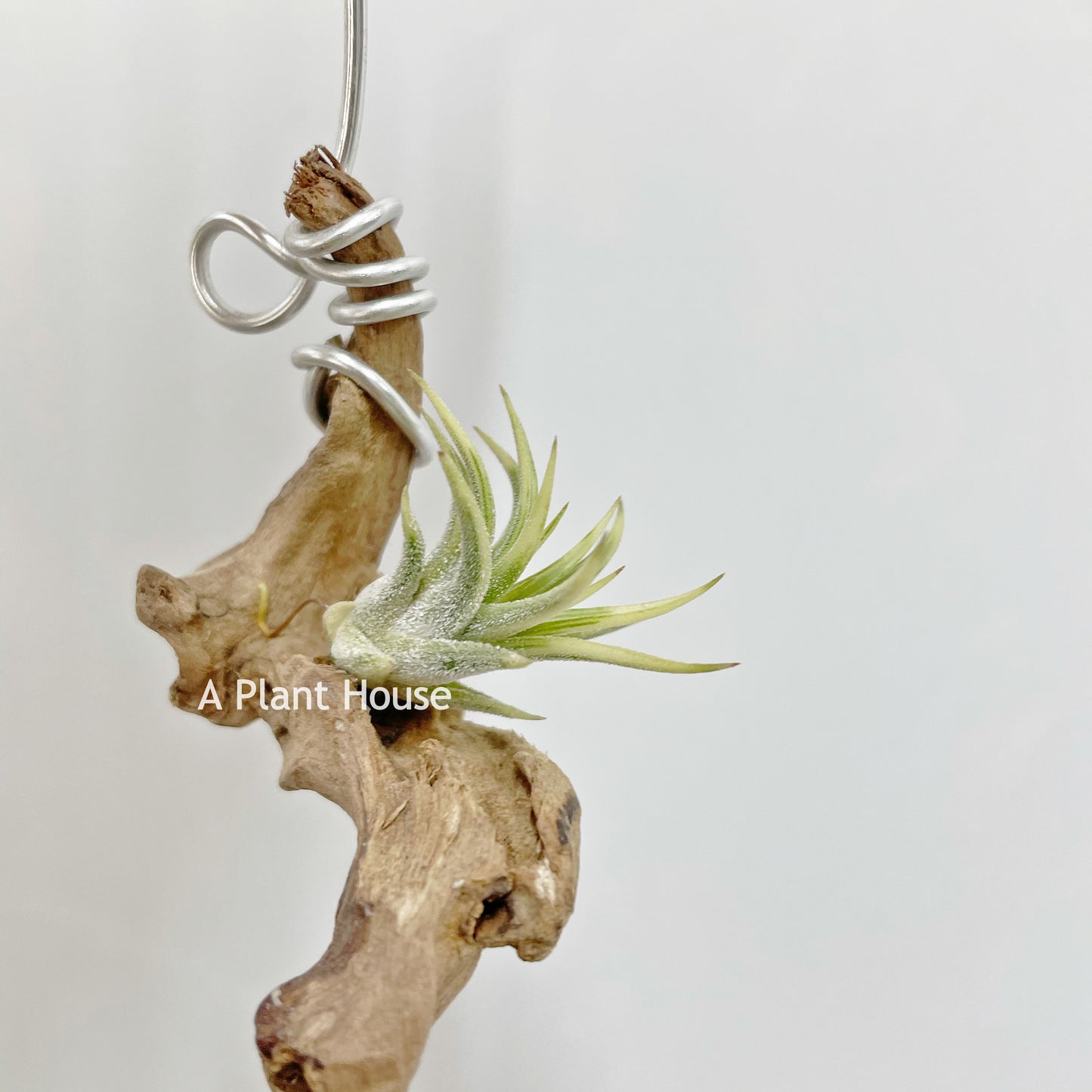 Tillandsia Ionantha Albo-Marginata