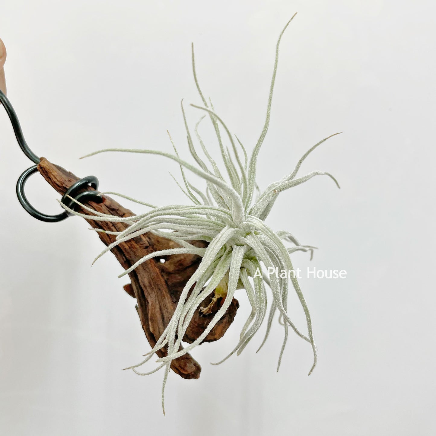 Tillandsia Chusgonensis