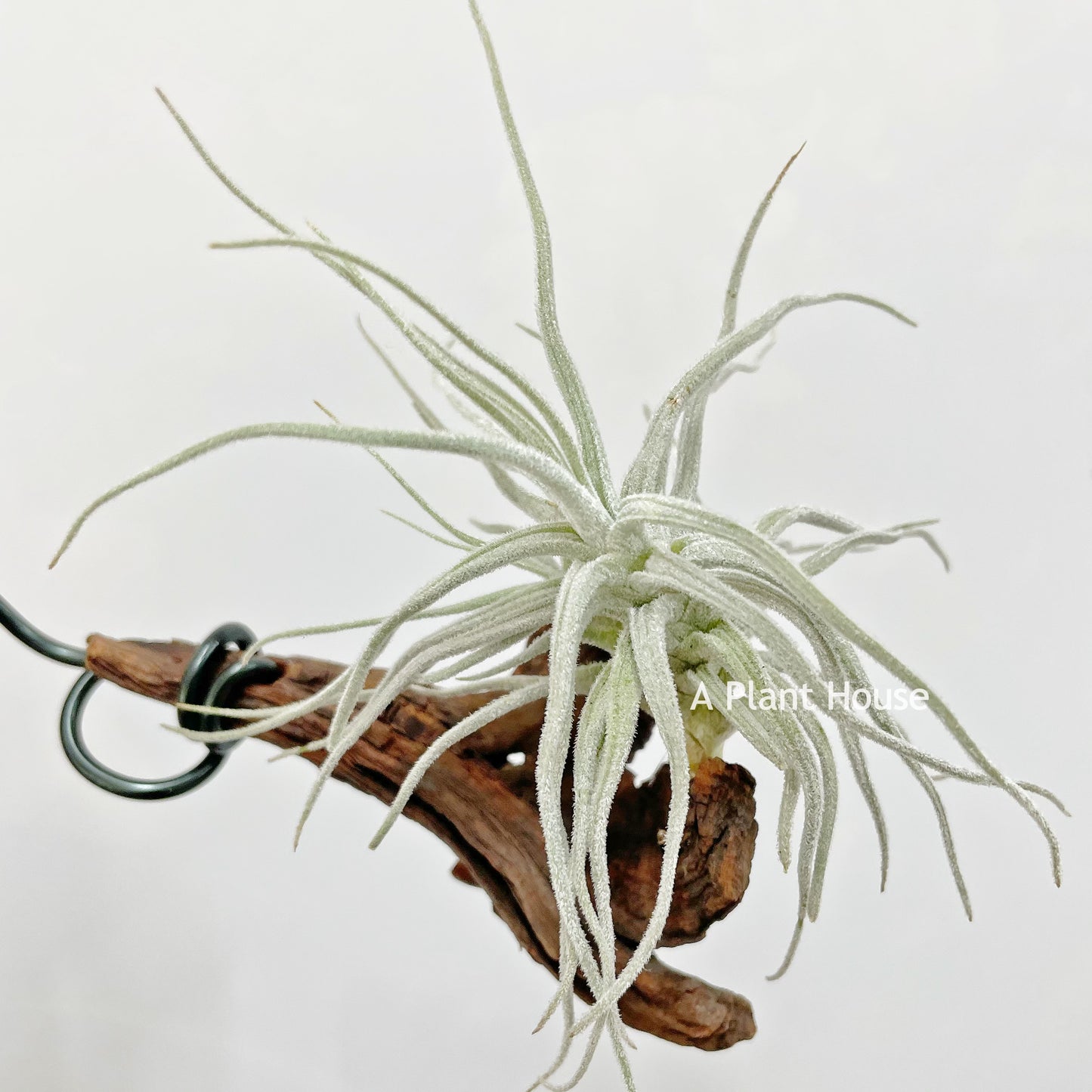 Tillandsia Chusgonensis