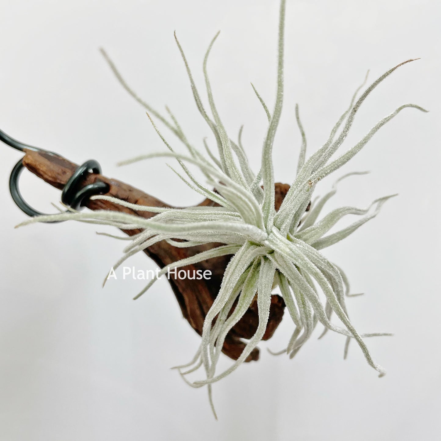 Tillandsia Chusgonensis