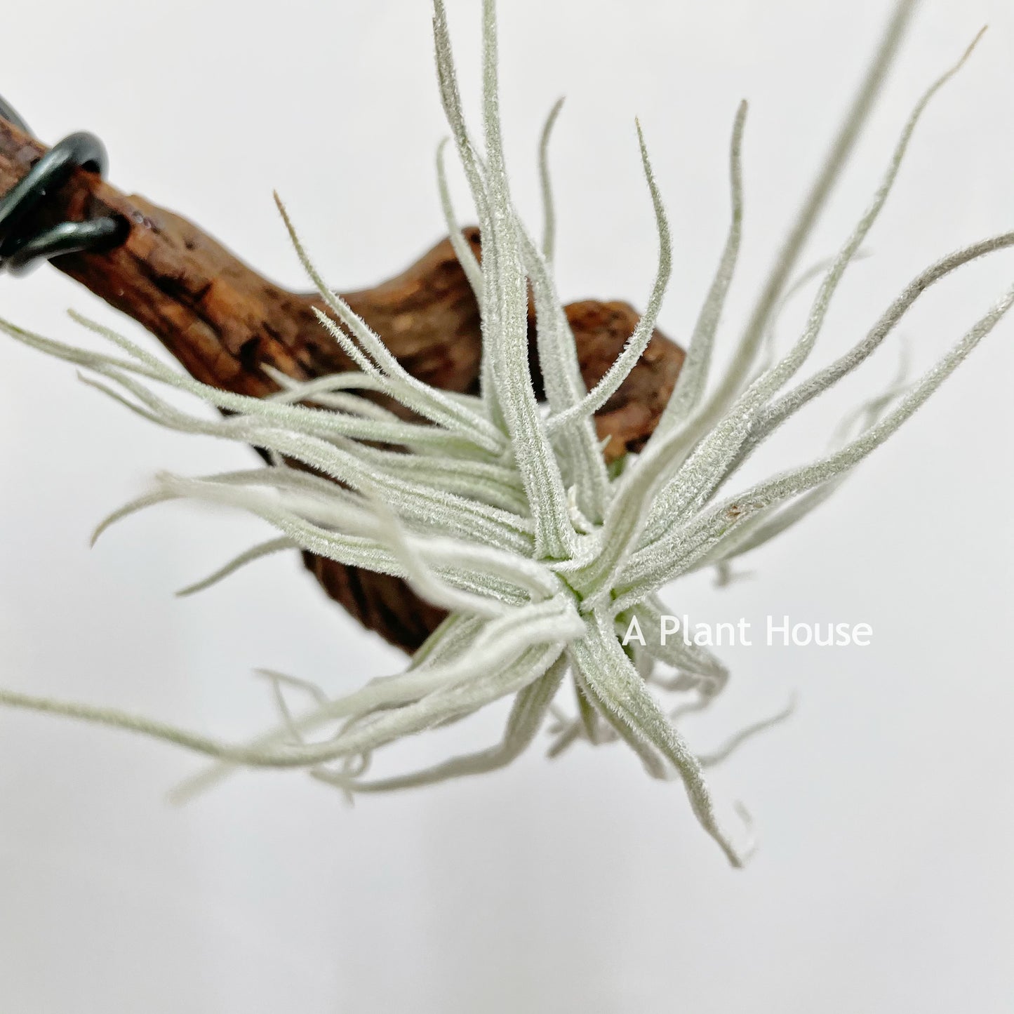 Tillandsia Chusgonensis