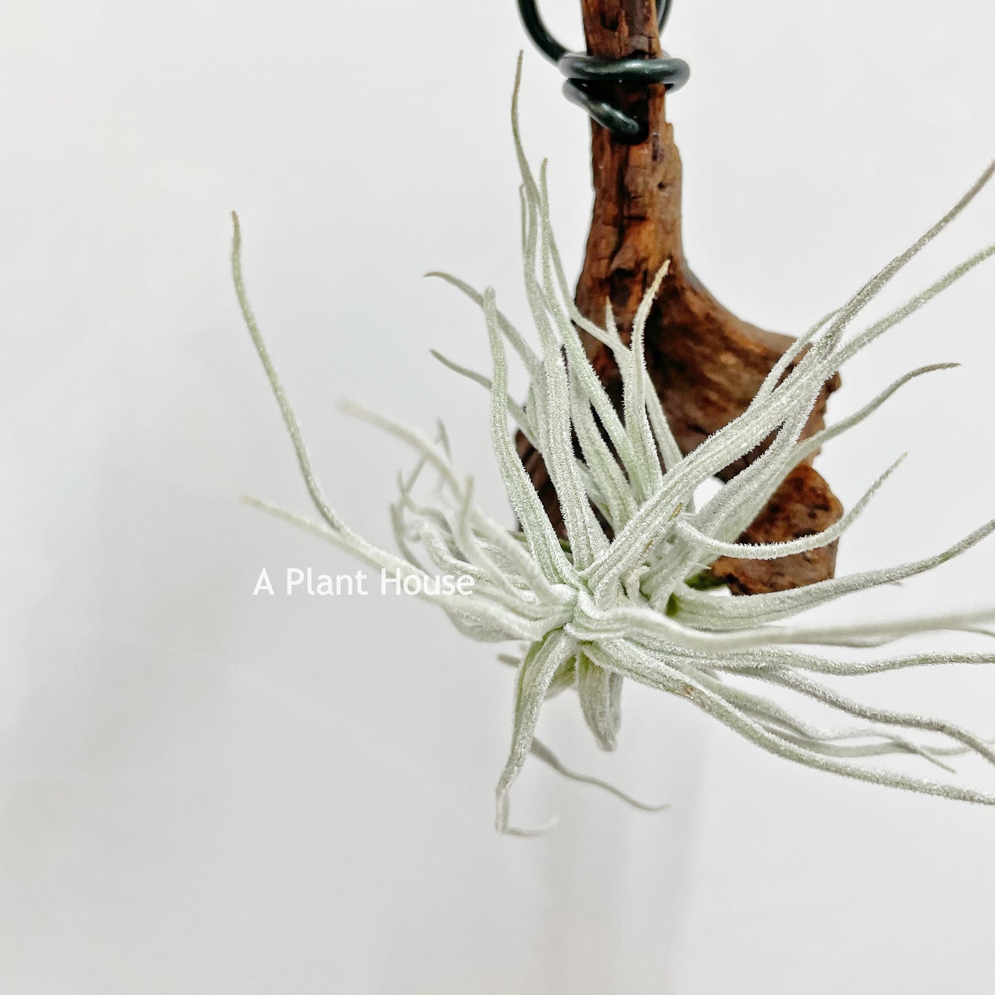 Tillandsia Chusgonensis