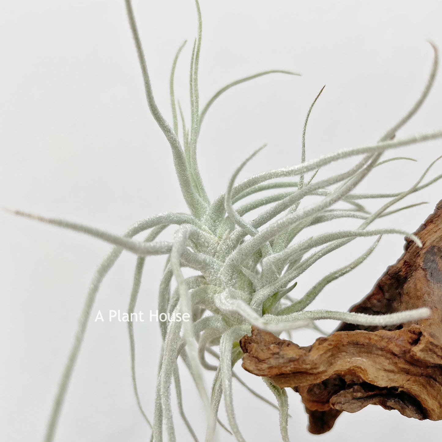 Tillandsia Chusgonensis