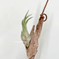Tillandsia Seleriana x Caput-Medusae (Purple)