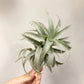 Tillandsia Edithae Green From