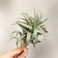 Tillandsia Edithae Green From