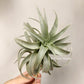 Tillandsia Edithae Green From