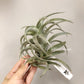 Tillandsia Edithae Green From