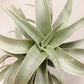 Tillandsia Edithae Green From