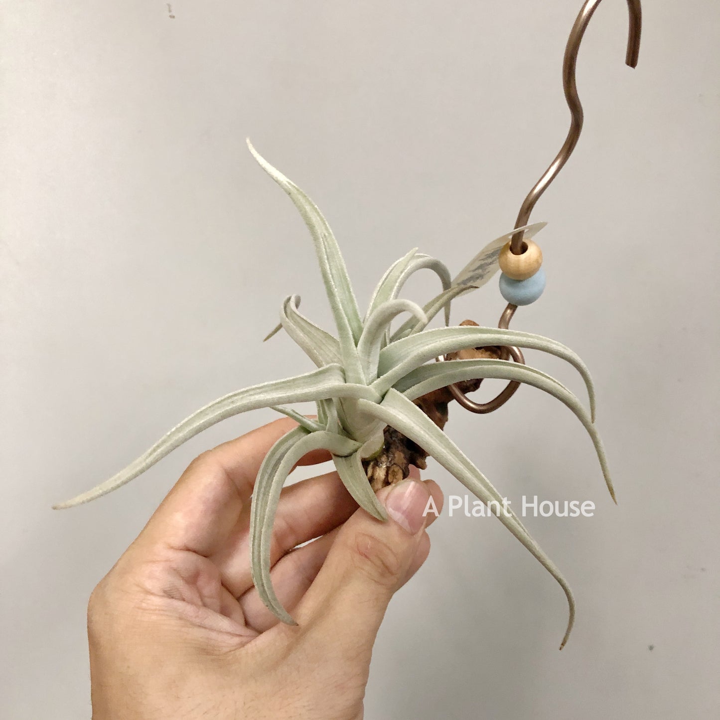 Tillandsia Ramellae