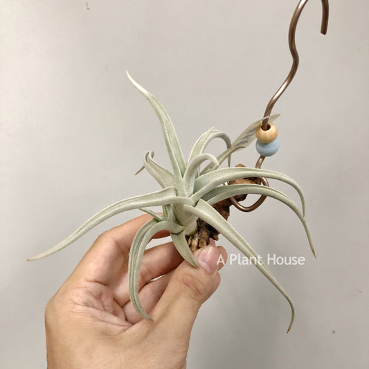 Tillandsia Ramellae