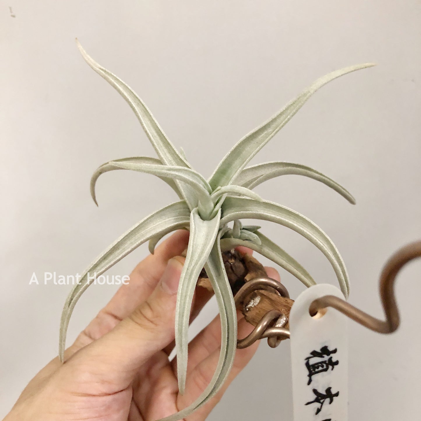 Tillandsia Ramellae